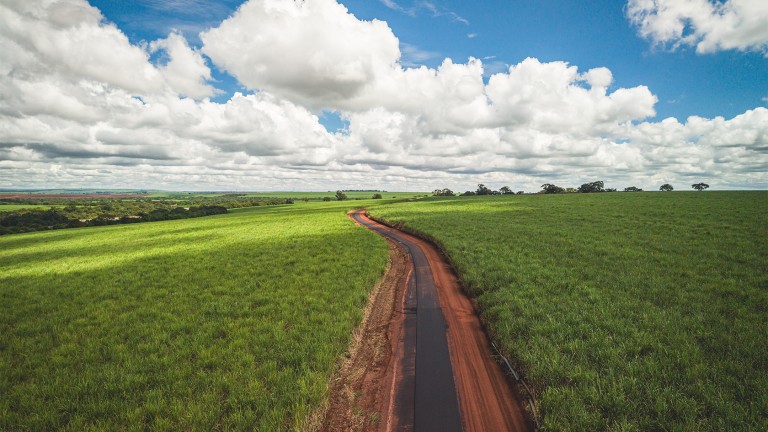 Via de serviço entre canaviais.